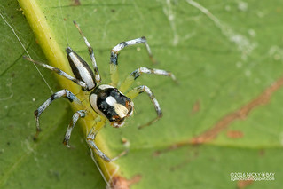 Jumping spider (Epeus sp.) - DSC_8000