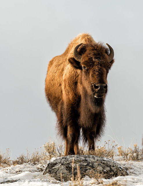 Young Bison, Yellowstone Park