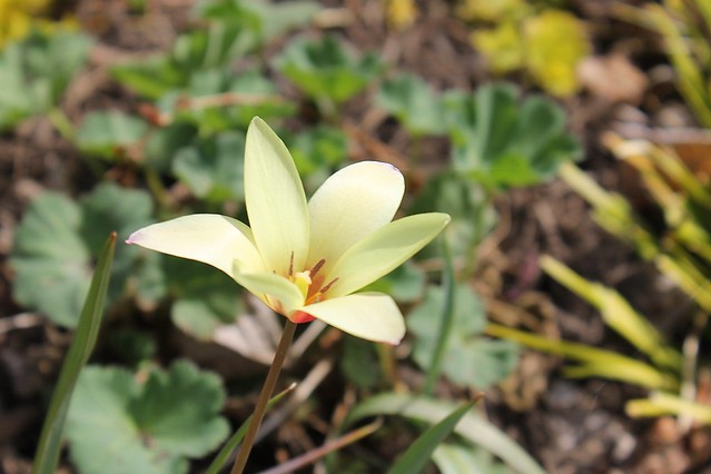 Ladew Gardens ~ pale yellow Lady Tulip - HBW!