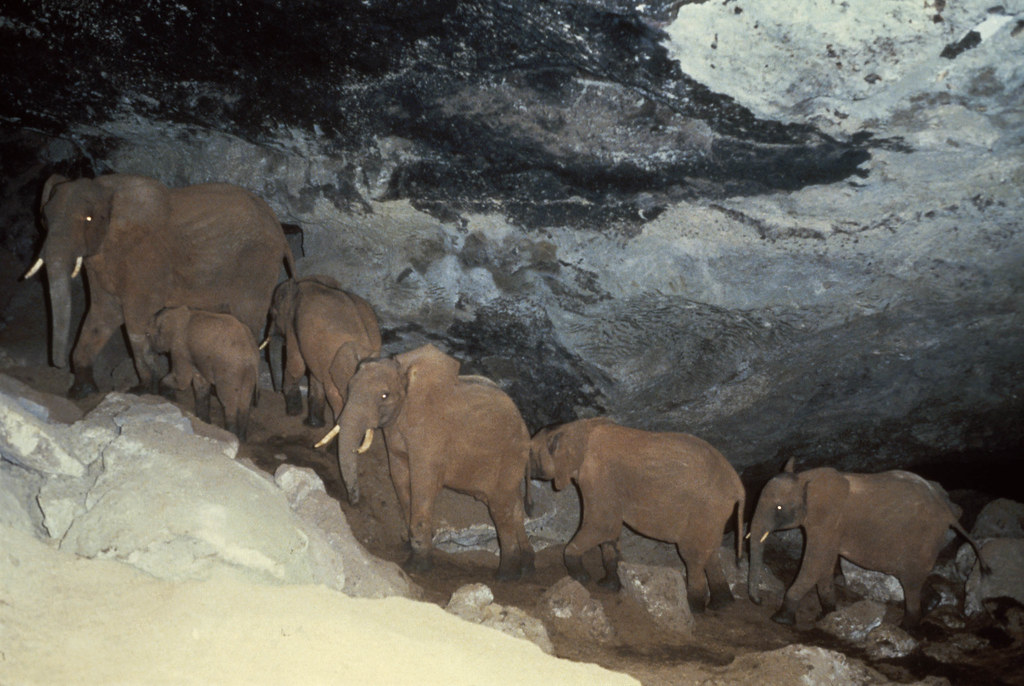 Line of elephants climbing over roof-fall, Kitum Cave, Mt Elgon, Kenya - CMS Ambassador Ian Redmond
