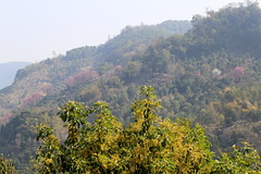 Prunus cerasoides (Himalaya-Kirsche)