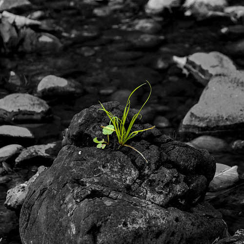 Life rising - square crop, selective color. | Searching thro… | Flickr