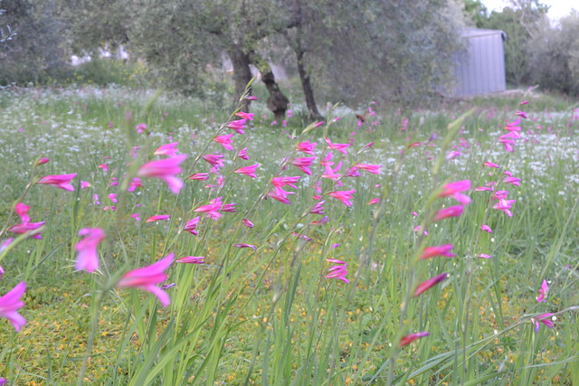 Gladioli selvatici al vento - wild gladiolus in the wind