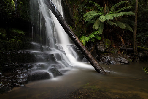 longexposure tree water forest canon flow waterfall rainforest 28mm sigma tasmania wilderness lilydale lilydalefalls 5dmkiii