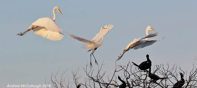 Great White Egret Parade (Click for more)