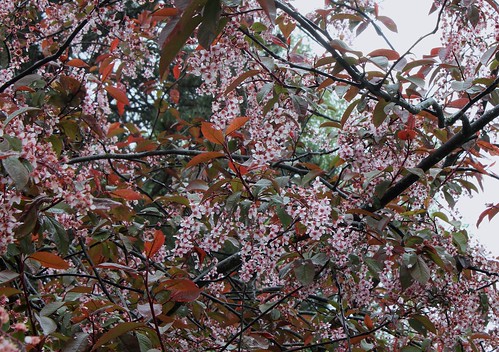 Prunus padus - cerisier à grappes - espèce et cultivars  25181640451_4077bb4cfd