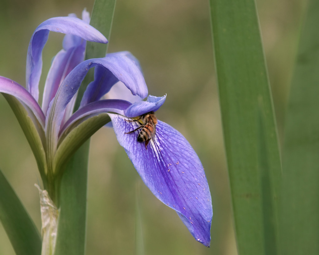 Blue flag iris and bee.