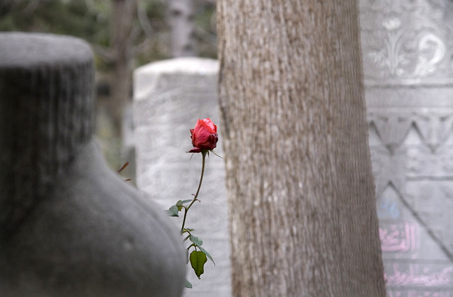 Rose In The Cemetery