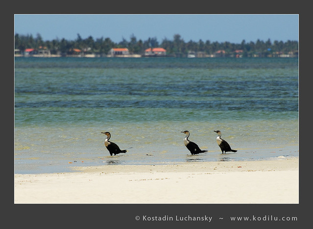 Corvos marinhos / Cormorants - Mussulo Bay