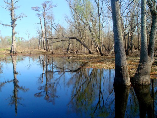 lake landscape louisiana alligator spanish bayou batonrouge swamp cypress salvinia manchac dsct30