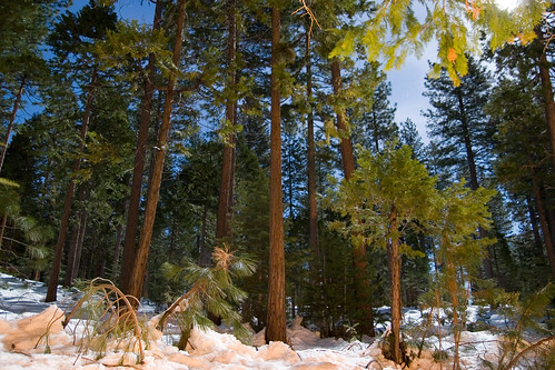 california snow tree nature night forest landscape outdoors goldcountry miwukvillage