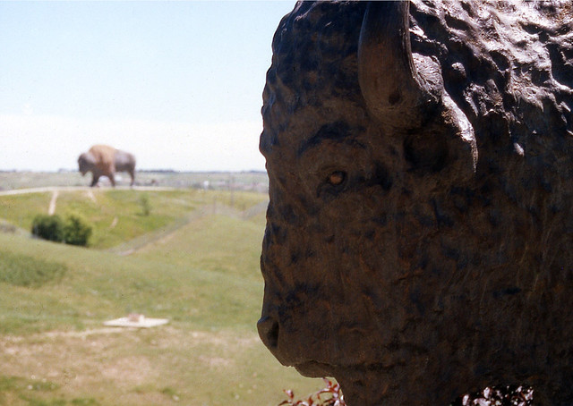 Buffalo Sculptures