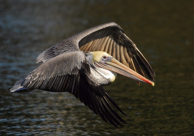 pelican fly-by