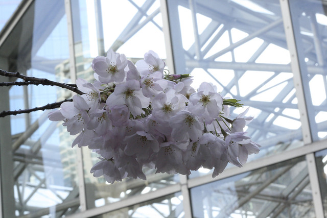 Burrard Station Cherry Blossoms