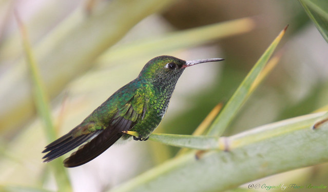 Série com o Beija-flor-do-papo-verde ou Beija-flor-de-garganta-verde (Amazilia fimbriata) - Series with the Glittering-throsted hummingbird - 11-12-2015 - IMG_4564