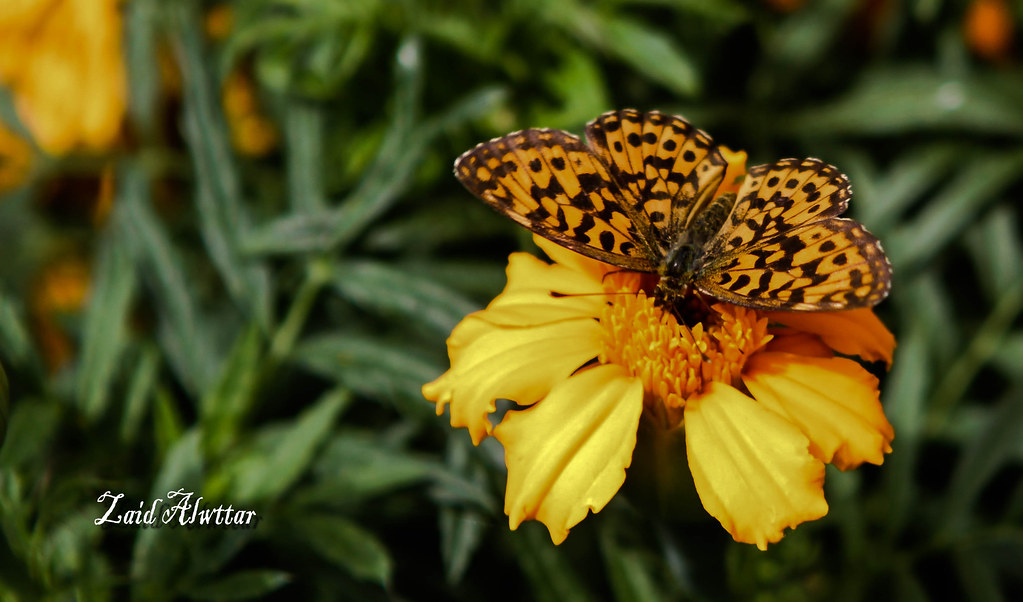 Love Butterfly Flowers eternal love