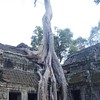 Angkor - Ta Prohm_4