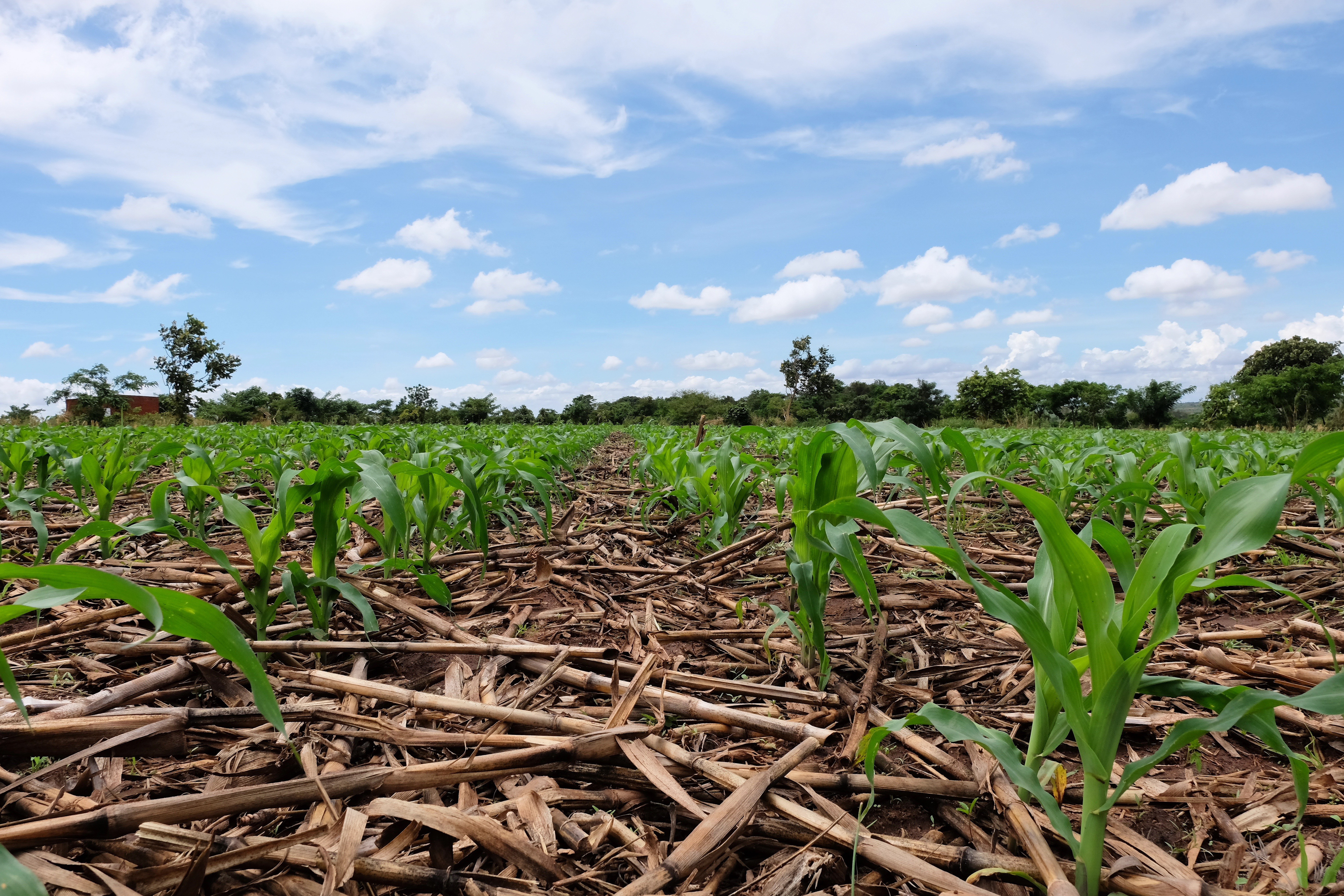 Технологии для урожая кукуруза. Малави сельское хозяйство. Crop residues. Conservation Agriculture pdf. Максимальная урожайность кукурузы
