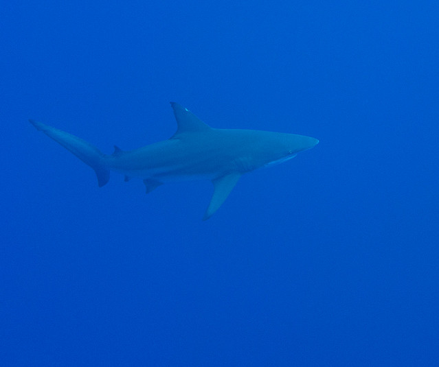 Requin soyeux (Carcharhinus falciformis)