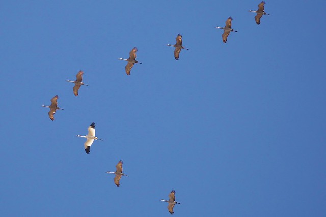 Whooping Crane (Grus americana) Among Migrating Sandhill Cranes *Lifer