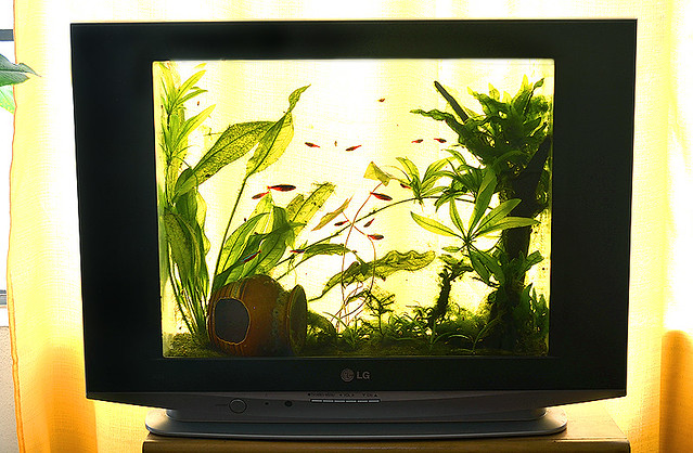 TV Aquário reciclada c/ mais Neons - Recycled Aquarium TV  with Cardinal Tetra fish
