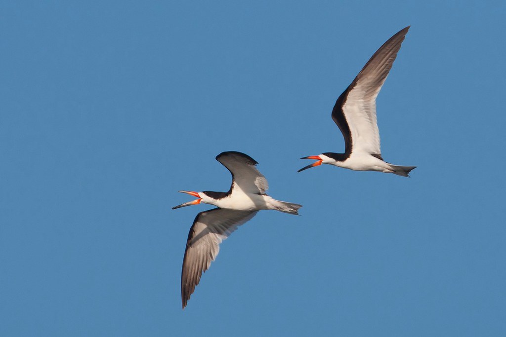 Rynchops niger | Black Skimmer | amerikansk saxnäbb