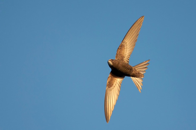 Apus apus | Common Swift | tornseglare