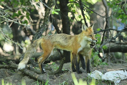 Red Fox | by Michael Loyd 1