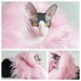 Luxury Pet bed, @madameopal not included! TO BUY: Comment with your email address, and you'll receive a secure checkout link. Price: $139.00. Faux Pink Mongolian Fur reverses to Faux black mink. Creates a cup bed with round bottom, carry sack or cozy sack