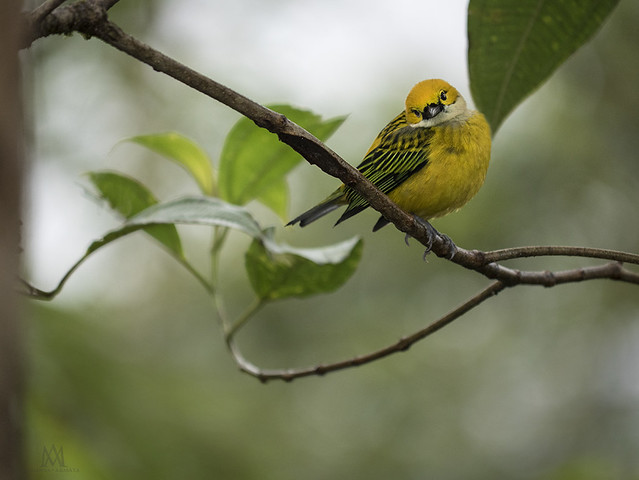 silver-throated tanager
