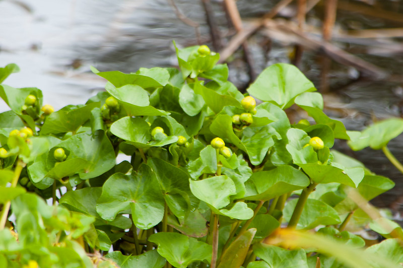 Marsh marigold flowers, Bantock Park, about to open