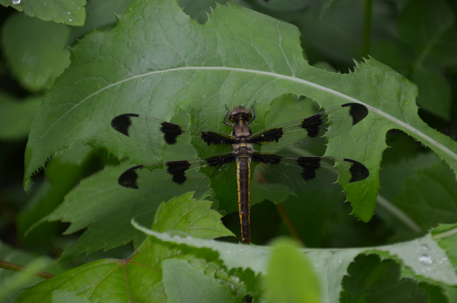 Dragonfly on Sonchus