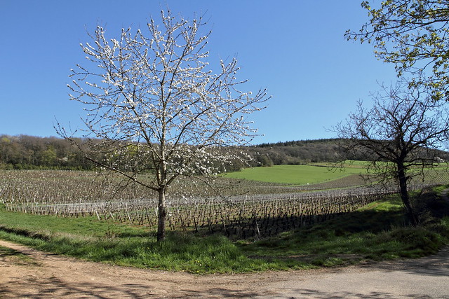 Par une belle journée de printemps en Bourgogne