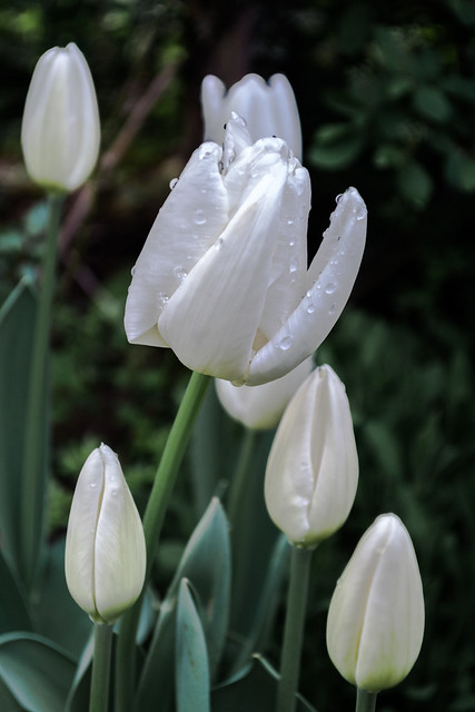 040414_weiße Tulpe aus meinem Garten