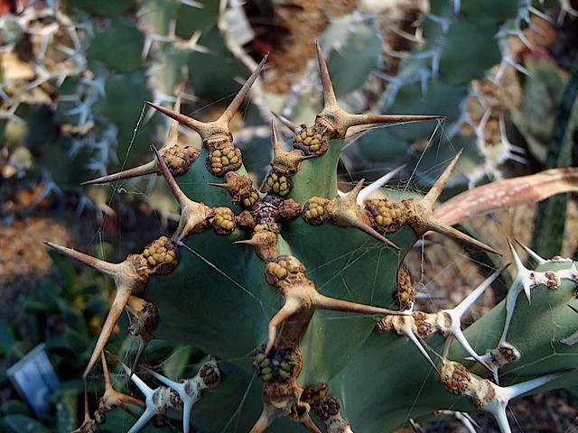 Euphorbia virosa I