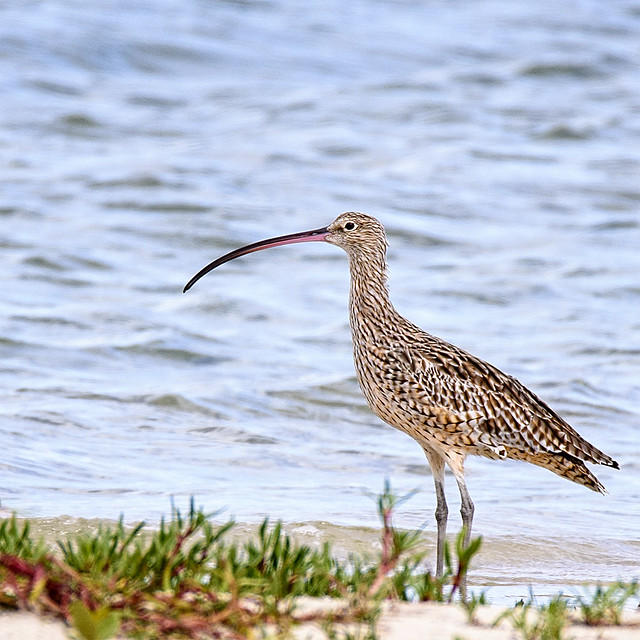 an eastern curlew (critically endangered)