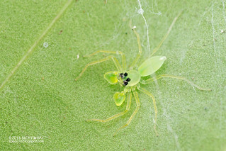 Jumping spider (Onomastus sp.) - DSC_6582