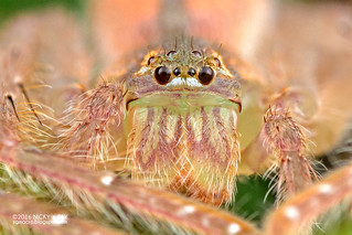 Huntsman spider (Gnathopalystes sp.) - DSC_7561b