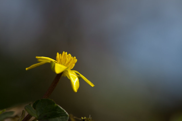 Ranunculus ficaria, Gewoon speenkruid