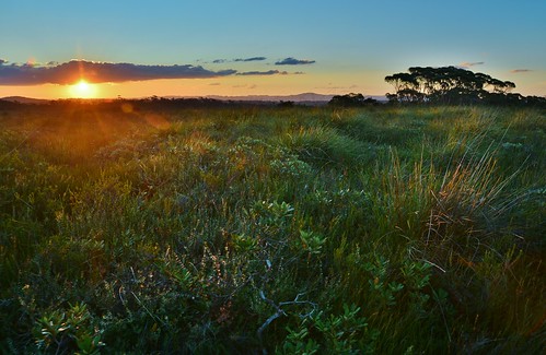 sunset geotagged glow australia heath nsw newsouthwales aus southernhighlands afternoonglow barrengrounds barrengroundsnaturereserve nswsouthcoastescarpment geo:lat=3467705263 geo:lon=15071167232