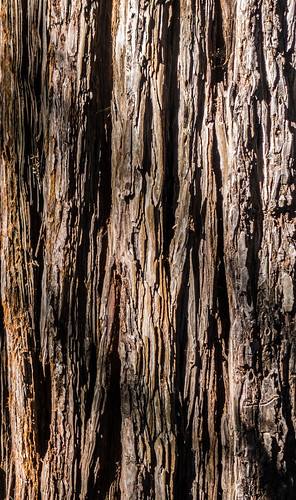 california park ca tree nature closeup us afternoon unitedstates outdoor saratoga treetrunk santacruzmountains sequoia sequoiadendron sanborncountypark santaclaracountyparks sequoiapetersongrove
