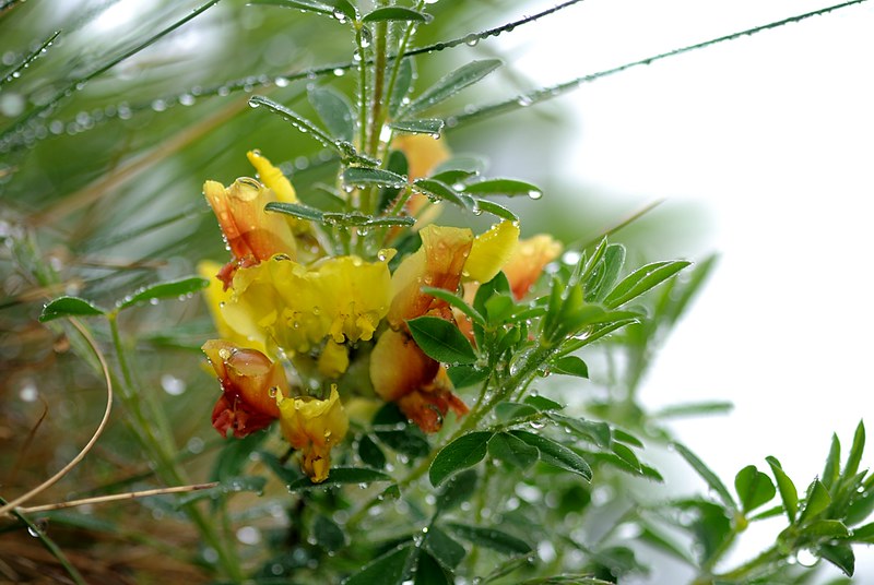 20150515-036F | Rauhaariger Zwergginster (Chamaecytisus hirsutus). Monte Baldo, 15.05.2015