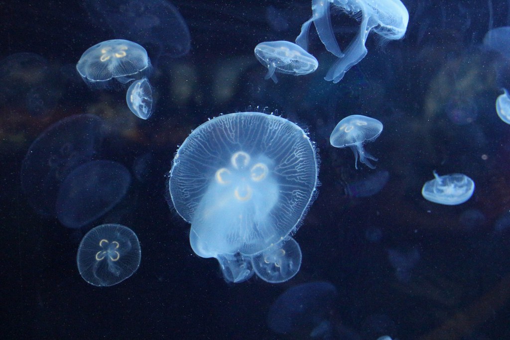 Jellyfish | IMG_4817 | Anne O'Grady | Flickr