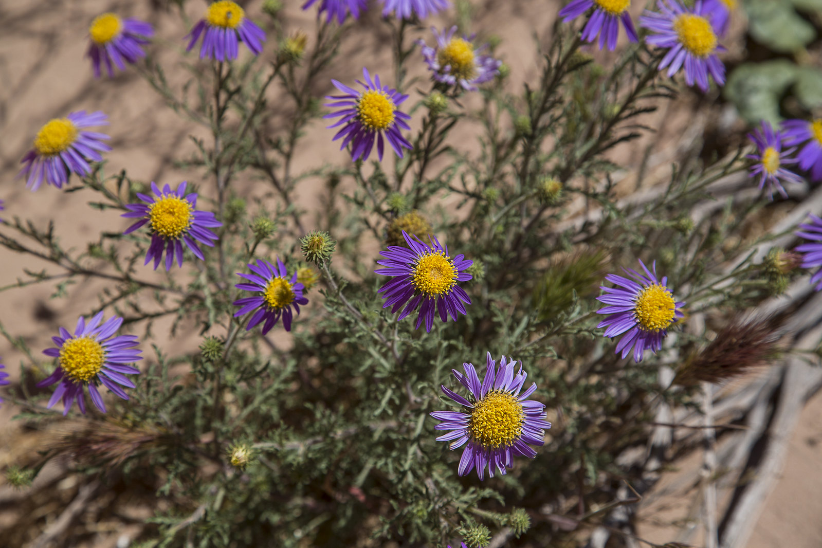 Purple wildflowers at Vermilion Cliffs National Monument