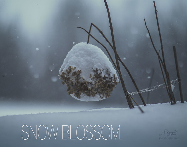 SNOW BLOSSOM