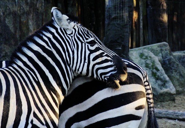Câlin de zèbres / Cuddle at zebras