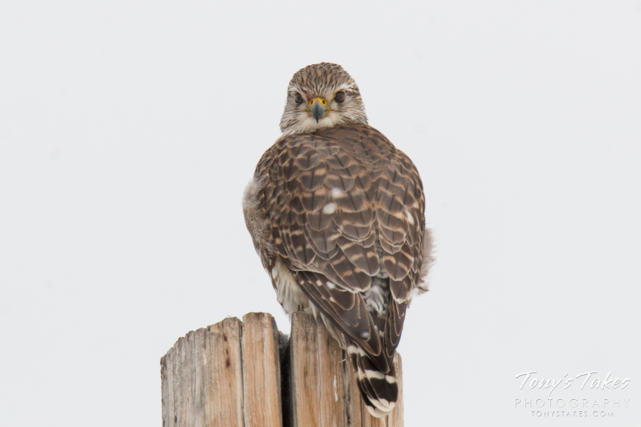 A Merlin stares into the camera in Adams County, Colorado. (© Tony’s Takes)