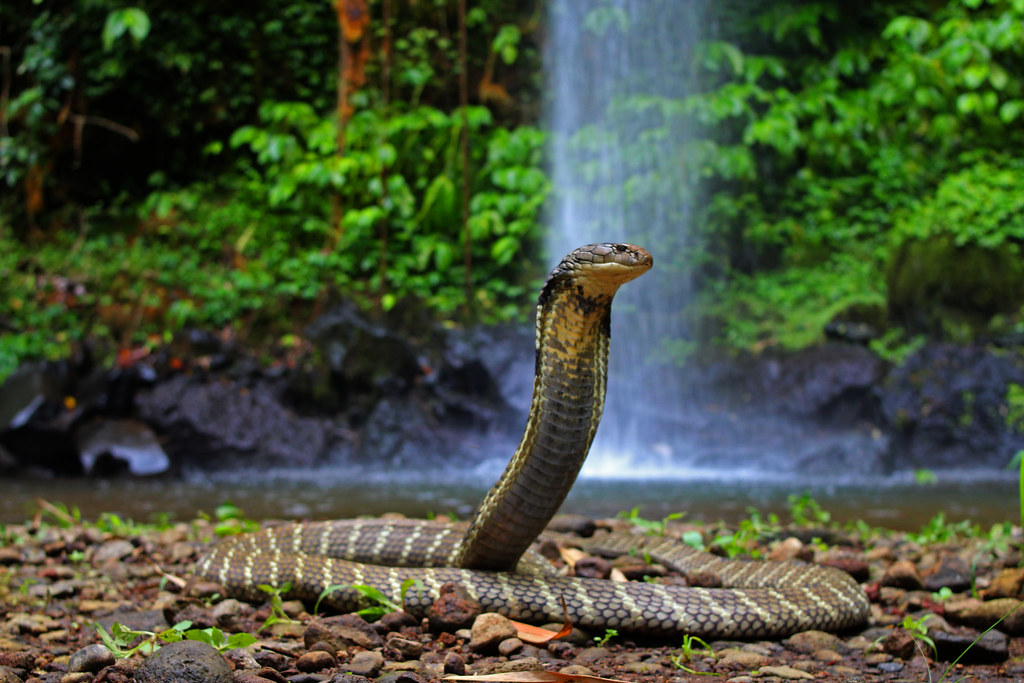 Змеи живут в тропическом лесу. Вьетнам Королевская Кобра. Королевская Кобра Индонезия. Кобра на Бали. Королевская Кобра 5 метров.
