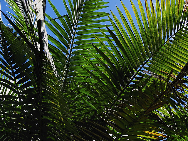 El Yunque Rainforest Palms