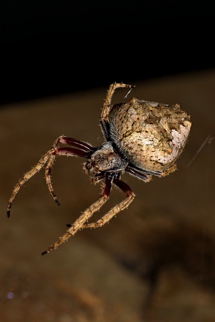 Garden Orbweb spider